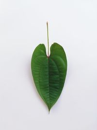 Close-up of heart shape leaf on white background