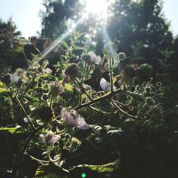 Close-up of butterfly on plant