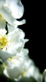 Close-up of flower against black background