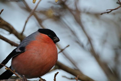 Close-up of bullfinch perching on branch