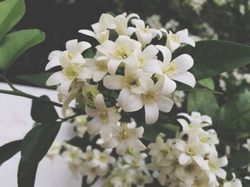 Close-up of white flowers blooming outdoors