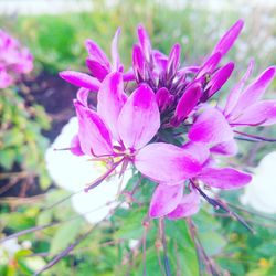 Close-up of pink flowers blooming outdoors