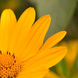 Macro shot of yellow flower