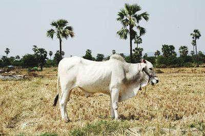 Ox standing in a field, king of agriculture