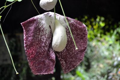 Close-up of flower against blurred background