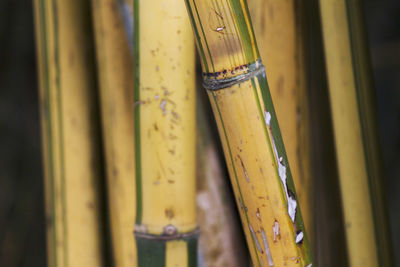 Close-up of yellow bamboos