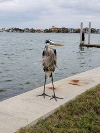 Bird perching by sea against sky