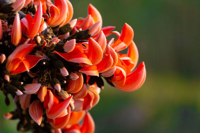 Bastard teak flower bloom in india