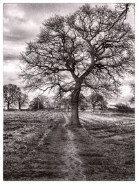 Bare trees on landscape