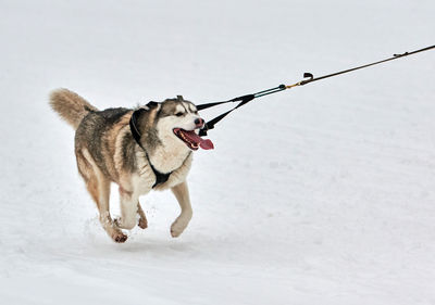 Dog running on snow