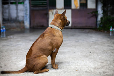 Dog looking away on street