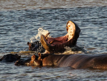 View of turtle swimming in river