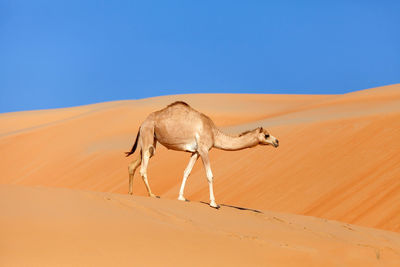 View of a desert