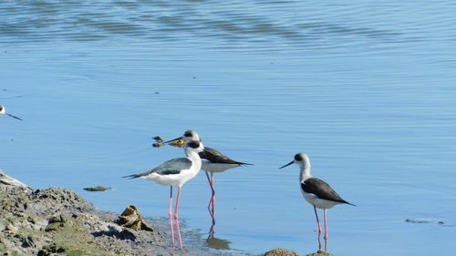 Seagulls perching on a lake