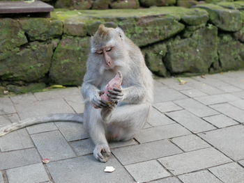Monkey sitting on footpath