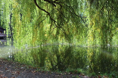 Scenic view of lake in forest