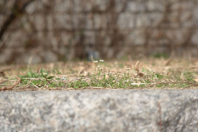 Surface level of concrete on field