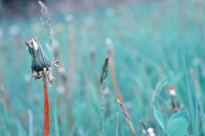 Close-up of bird perching on stem