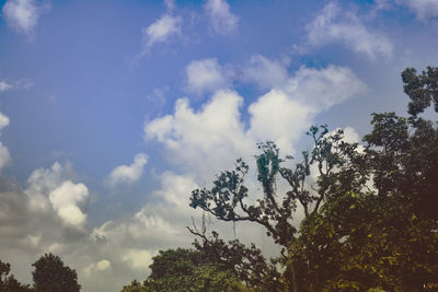 Low angle view of trees against sky on sunny day