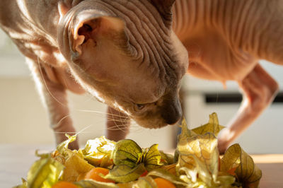 Close-up of sphynx cat with orange physalis