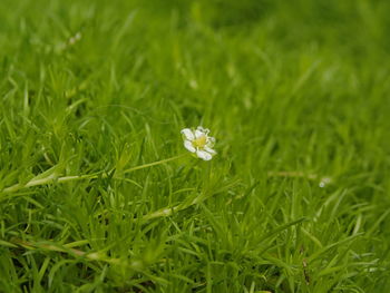 Close-up of white flowers blooming in field