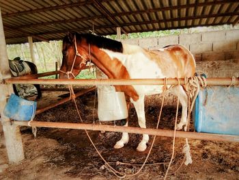 View of man in stable