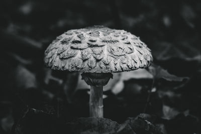 Close-up of mushroom growing outdoors