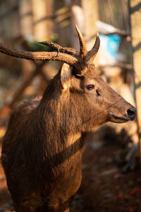 Close-up of deer