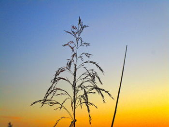 Low angle view of silhouette plant against sky during sunset