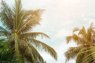 Low angle view of palm trees against sky