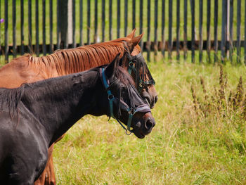 Horse in a field