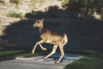Side view of deer standing on road