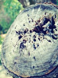 Close-up of wood against blurred background