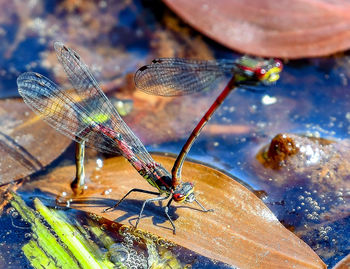 Close-up of dragonfly