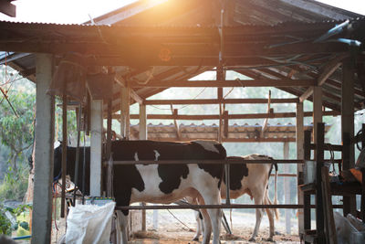 Cows standing in a shed