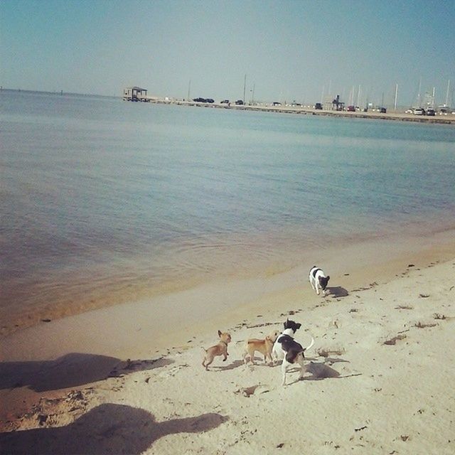 beach, sea, water, sand, shore, animal themes, bird, clear sky, horizon over water, one animal, nature, tranquility, tranquil scene, sky, beauty in nature, scenics, nautical vessel, coastline, day, outdoors