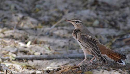 Close-up of bird perching on ground