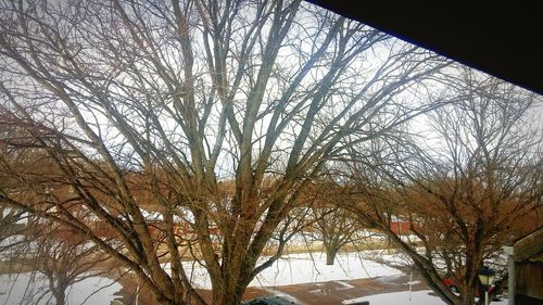 Low angle view of bare trees against sky