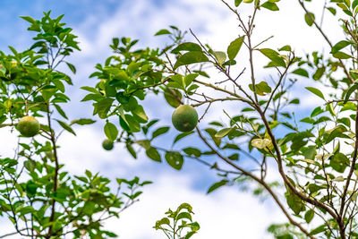 Low angle view of tree against sky