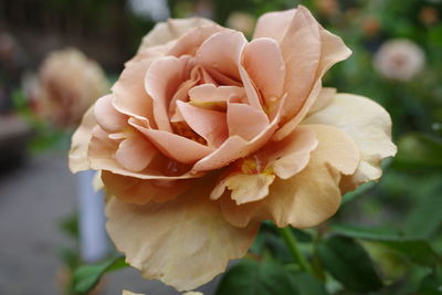 Close-up of rose flower