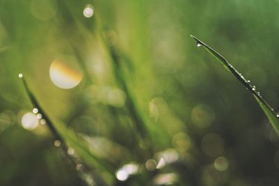 Close-up of wet plant