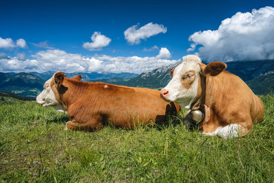 Alpine green fields and cows at meadows. salzkammergut region, austria, alps. europe