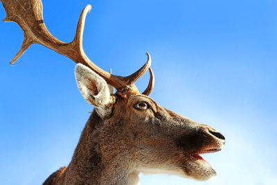 Low angle view of deer against clear sky