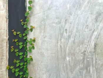 Close-up of ivy on wall