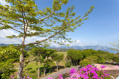 Scenic view of pink flowering tree against sky