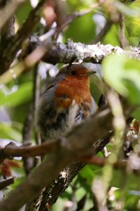 Close-up of bird perching on branch