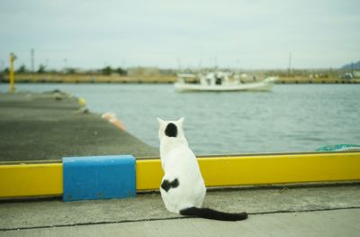 A cat living in tottori port taken with old lens, jupiter8