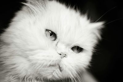 Close-up portrait of cat over black background