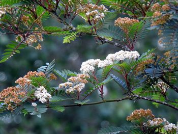 Close-up of white flowering plant