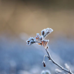 Close-up of frozen twig during winter